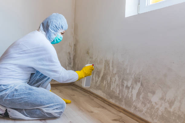 Licensed Basement Mold Remediation service in Elm City, NC - WQB Mold Removal