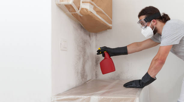 Professional Basement Mold Remediation technician working in Elm City, NC