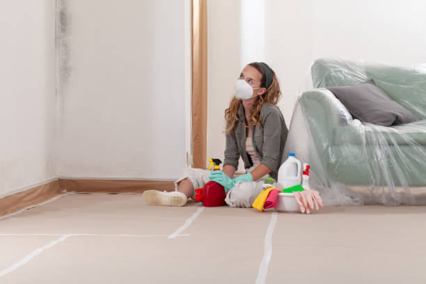 Reliable Basement Mold Remediation contractor in Elm City, NC by WQB Mold Removal